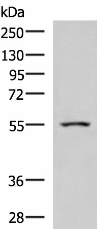 ARIH2 Polyclonal Antibody – Figure 1 of 4