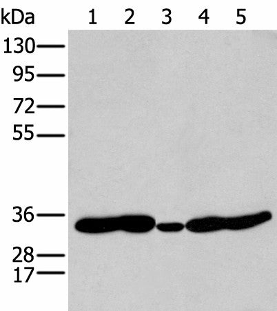HOXC11 Polyclonal Antibody – Figure 1 of 4
