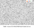 Human FLT3-Y955F/Y969F Ba/F3 Stable Cell Line | Applied Biological Materials (abm)