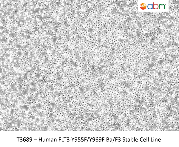 Human FLT3-Y955F/Y969F Ba/F3 Stable Cell Line | Applied Biological Materials (abm)