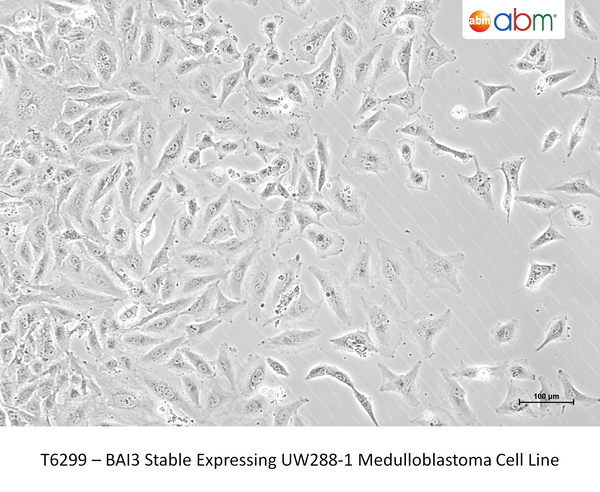 BAI3 Stable Expressing UW288-1 Medulloblastoma Cell Line – Figure 1 of 1