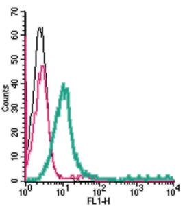 Anti-S1PR1 (EDG1) (extracellular)-FITC Antibody