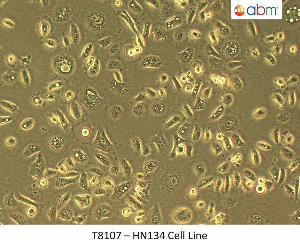 HN134 Cell Line | Applied Biological Materials (abm)