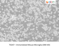 Immortalized Mouse Microglia (SIM-A9) | Applied Biological Materials (abm)