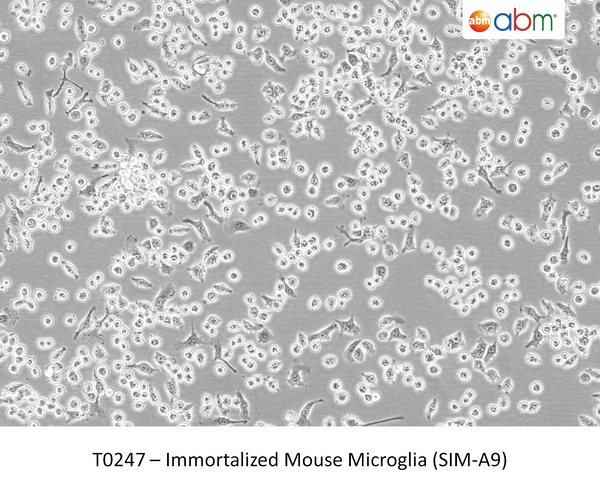 Immortalized Mouse Microglia (SIM-A9) | Applied Biological Materials (abm)