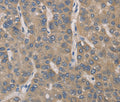 IRAK4 Polyclonal Antibody – Figure 1 of 3