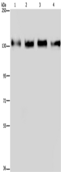 GOLGA2 Polyclonal Antibody – Figure 1 of 4