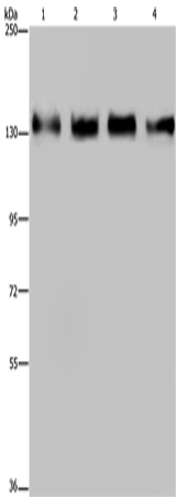 GOLGA2 Polyclonal Antibody – Figure 1 of 4