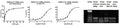 SARS-CoV-2 RNA Polymerase Assay Kit – Figure 1 of 1