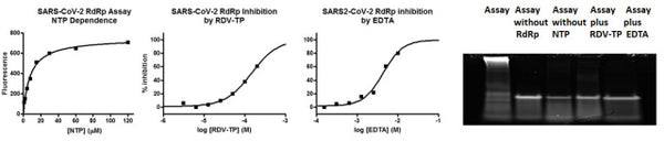 Gel-Based SARS-CoV-2 RdRp Assay Kit – Figure 1 of 1