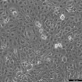 SCC-25 cell