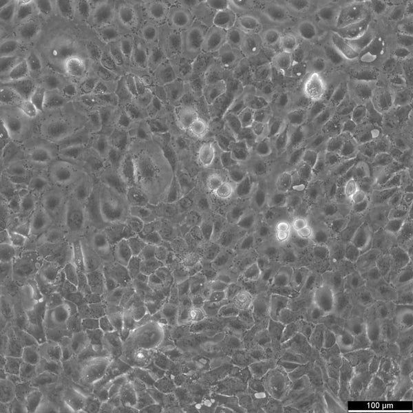 SCC-25 cell