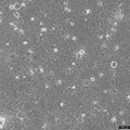 SCC-4 cell