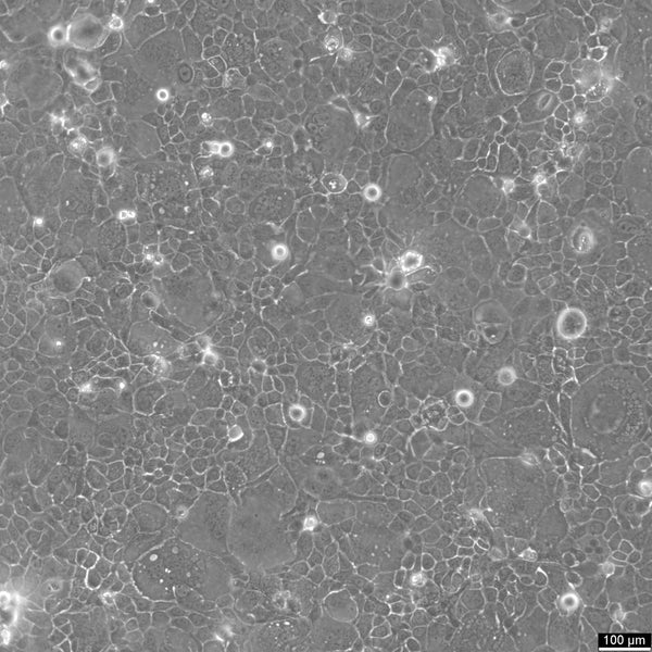 SCC-4 cell