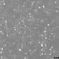 SCC-9 cell
