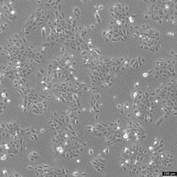 SCC-9 cell