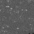 SF126 cell
