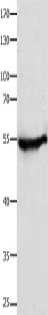 CAP2 Polyclonal Antibody – Figure 1 of 4