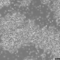 SH-SY5Y cell