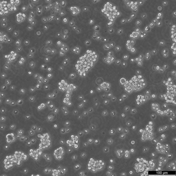 SHP-77 cell