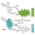 Chemical structure and design of FCR1 (SIH-180), showing FRET processes in oxidised form. Inset: photographs of cuvettes of FCR1 in oxidised and reduced forms under 365 nm excitation. Images used with permission from Kaur A, Haghighatbin MA, Hogan CF, New EJ. Chem Commun (Camb). 2015 Jun 16;51(52):10510-3.