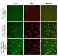 SIX1 Reporter Lentivirus – Figure 1 of 7