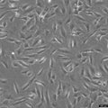 SJSA-1 cell