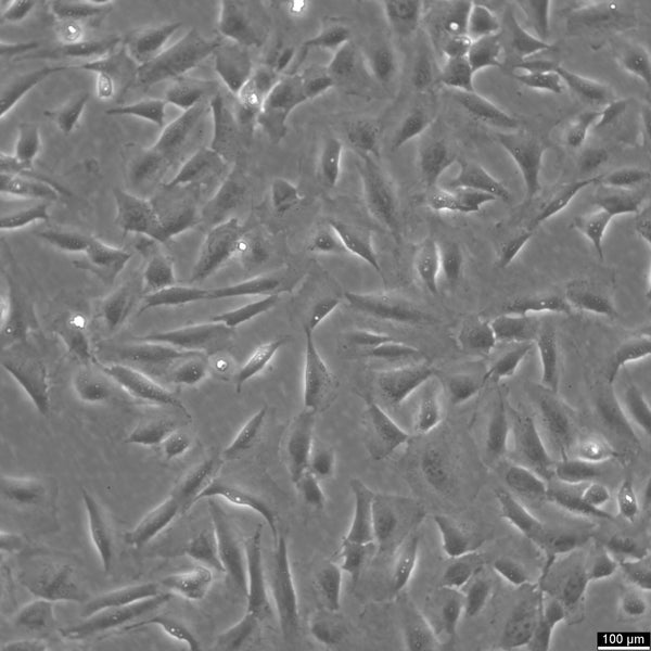 SJSA-1 cell