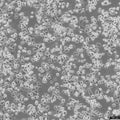 SK-BR-3 cell