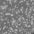 SK-ES-1 cell