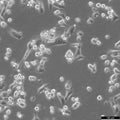 SK-HEP-1 cell