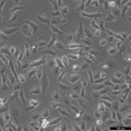 SK-LU-1 cell