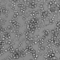 SK-MEL-1 cell