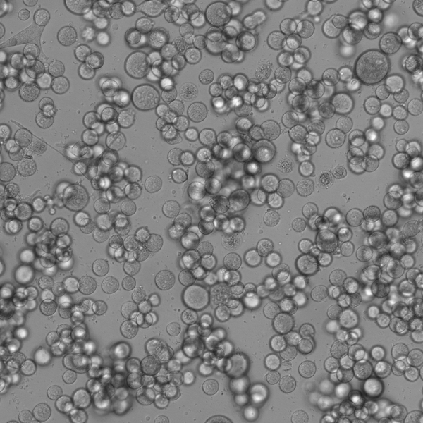 SK-MEL-1 cell
