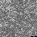 SK-MEL-29.1 cell