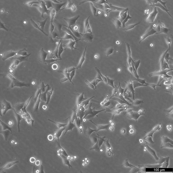 SK-MEL-2 cell