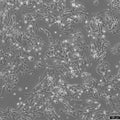 SK-N-AS cell