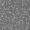 SK-N-MC cell