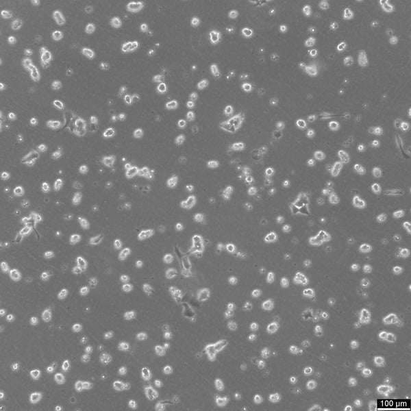 SK-N-MC cell