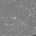 SK-N-SH cell
