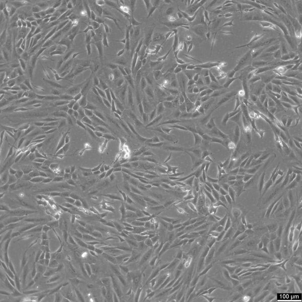 SK-N-SH cell