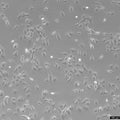 SK-OV-3 cell