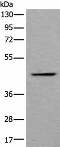 BMP2 Polyclonal Antibody – Figure 1 of 2