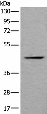 BMP2 Polyclonal Antibody – Figure 1 of 2