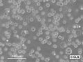 SKW-3 cell