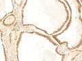 ZFYVE27 Polyclonal Antibody – Figure 1 of 2