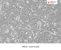 HuH-6 Cells – Figure 1 of 1
