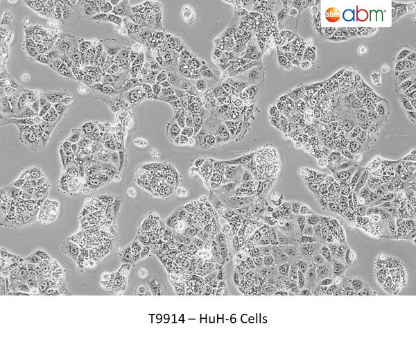 HuH-6 Cells – Figure 1 of 1