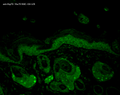 Mouse Anti-Hsp70 Antibody [N27F3-4] used in Immunohistochemistry (IHC) on Mouse backskin (SMC-104)