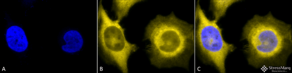 Rat Anti-GRP94 Antibody [9G10] used in Immunocytochemistry/Immunofluorescence (ICC/IF) on Human Heat Shocked cervical cancer cells (HeLa) (SMC-105)